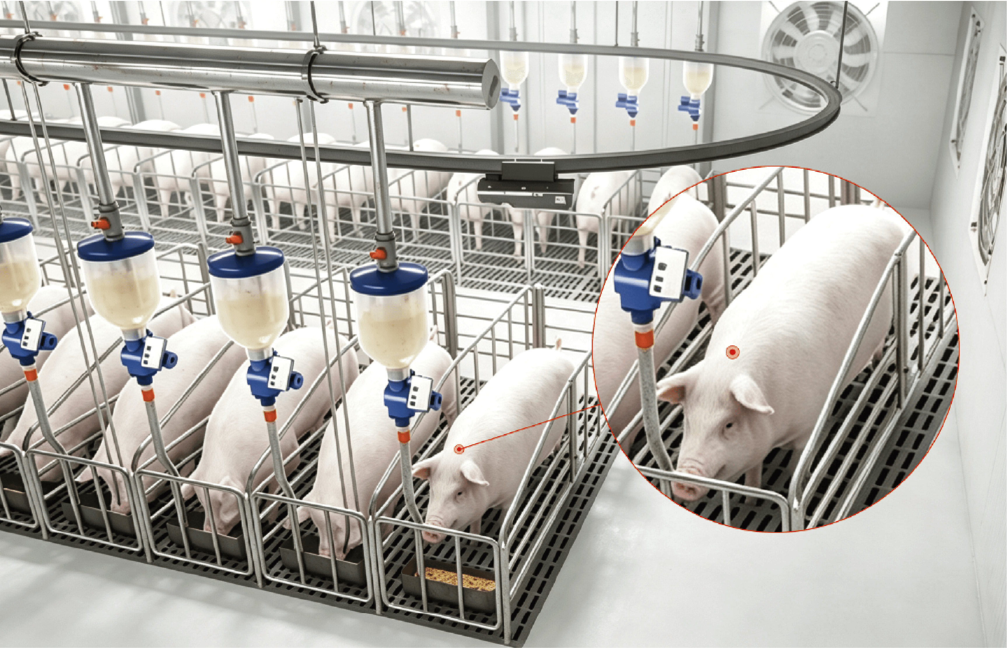Livestock Body Temperature Monitoring